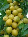 prunus domestica subsp. syriaca